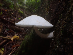Panaeolus