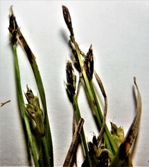 Carex pedunculata