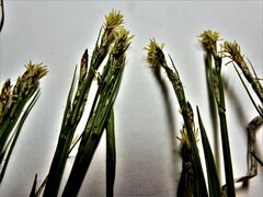 Carex pedunculata
