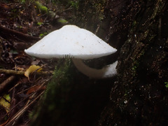 Panaeolus