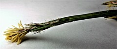 Carex pedunculata