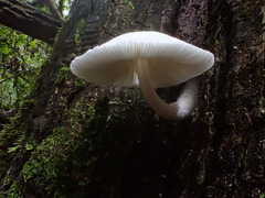 Panaeolus