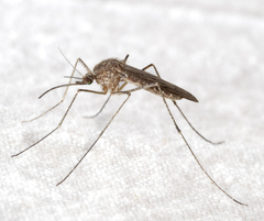 Culiseta inornata