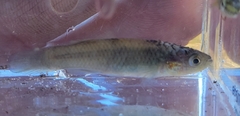 Fundulus rubrifrons