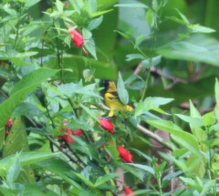 Icterus prosthemelas