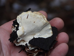 Heterobasidion parviporum