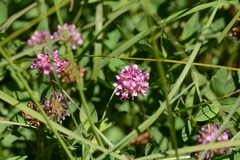 Trifolium burchellianum