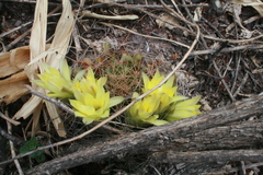 Mammillaria longimamma