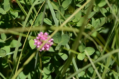 Trifolium burchellianum