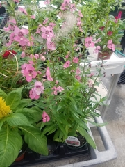 Angelonia angustifolia