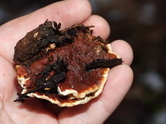 Heterobasidion parviporum