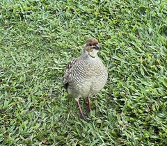 Ortygornis pondicerianus