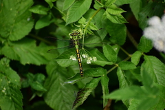 Ophiogomphus cecilia