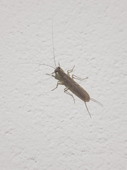 Chaeteessa