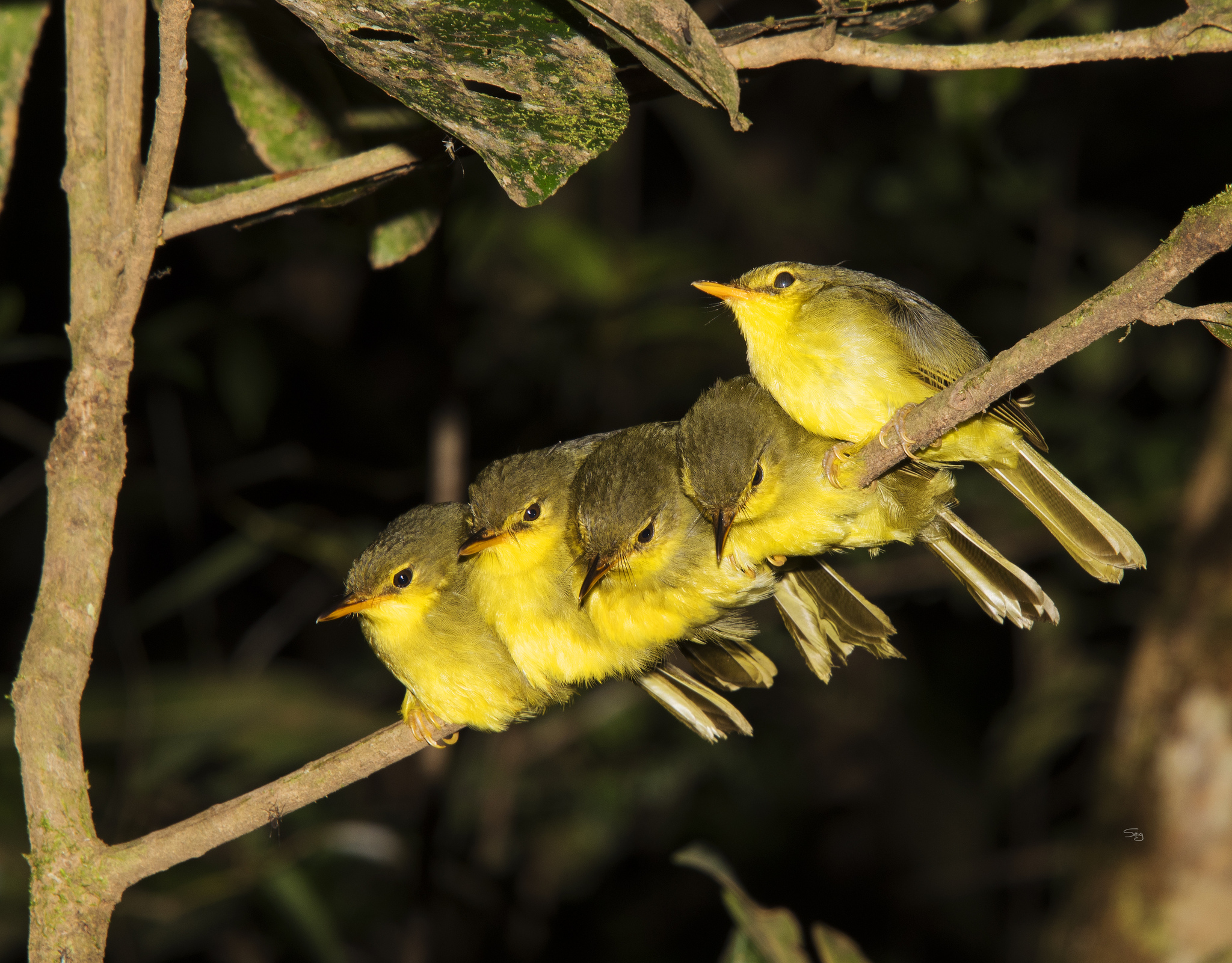 Spectacled Tetraka (Xanthomixis zosterops), photo 8
