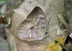 Bebearia mandinga mandinga