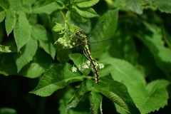 Ophiogomphus cecilia