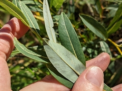 Salix pedicellaris