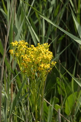 Senecio doria