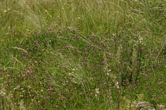 Trifolium burchellianum