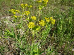 Euphorbia virgata