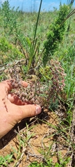 Ledebouria