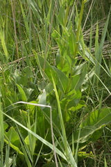 Senecio doria