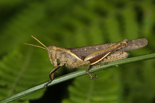Abracris flavolineata