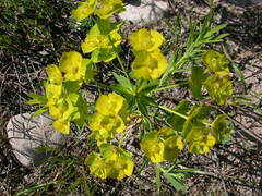 Euphorbia virgata