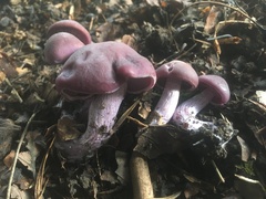 Fungi