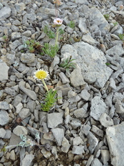 Erigeron radicatus