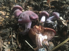 Fungi