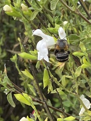 Anthophora pilifrons