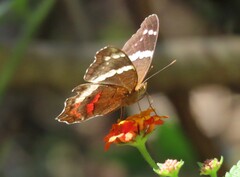 Anartia fatima colima