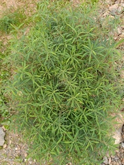 Euphorbia squamigera