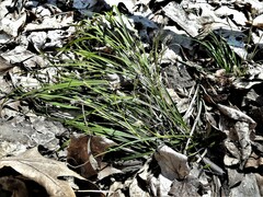 Carex pedunculata
