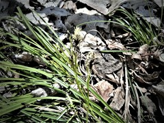 Carex pedunculata