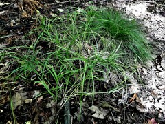Carex pedunculata