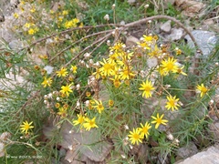 Senecio nevadensis malacitanus
