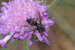 Eriothrix rufomaculata