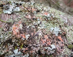 Erythricium aurantiacum