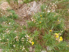 Senecio nevadensis malacitanus
