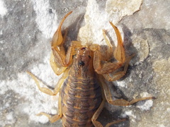 Centruroides hoffmanni