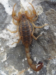 Centruroides hoffmanni