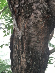 Fabaceae