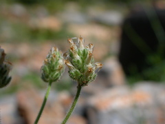 Plantago afra