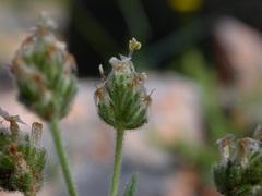Plantago afra