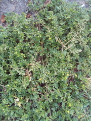Potentilla supina