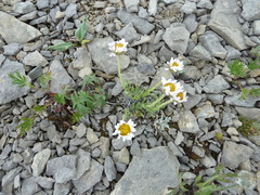 Erigeron radicatus