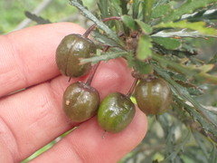 Pittosporum patulum